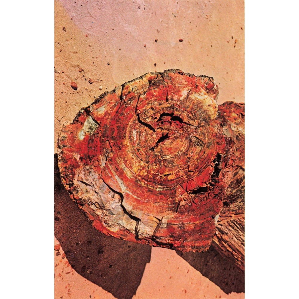 Vintage Petrified Forest Arizona Postcard Log Cross Section Petley Plastichrome